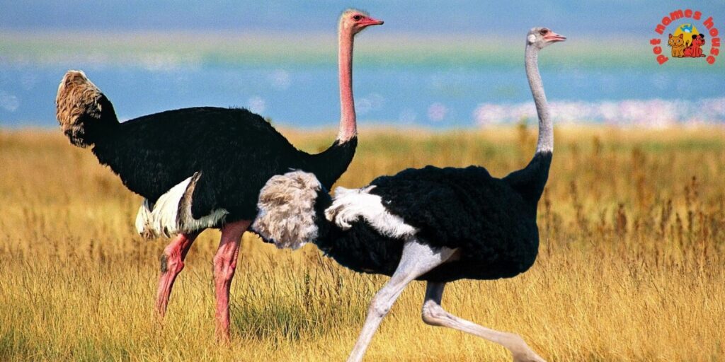 Pet Ostrich Names
Best Ostrich Names
Funny Ostrich Names
Cute Ostrich Names
Good Ostrich Names
Cool Ostrich Names
Male Ostrich Names
Female Ostrich Names
Unisex Ostrich Names
Baby Ostrich Names
Popular Ostrich Names
Nicknames for Ostrich
Unique Ostrich Names
Ostrich Names Stardew
Famous Ostrich Names
Cartoon-Inspired Ostrich Names
Color-Inspired Ostrich Names
Food-Inspired Ostrich Names
Nature-Inspired Ostrich Names
Mythology Inspired Ostrich Names
Creative Ostrich Names
Clever Ostrich Names
Unique and Uncommon Ostrich Names
Ostrich Pair Names (for Two Ostriches)
Movie & TV Ostrich Names
Ostrich Names from History & Legends