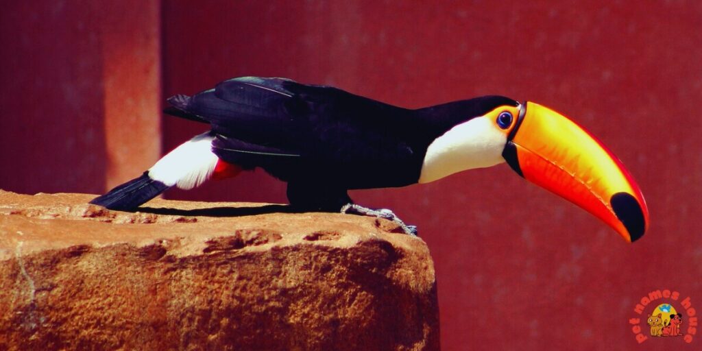 Cute Toucan Names
Best Toucan Names
Funny Toucan Names
Pet Toucan Names
Popular Toucan Names
Famous Toucan Names
Cool Toucan Names
Exotic Toucan Names
Nature-Inspired Toucan Names
Color-Inspired Toucan Names
Black and White Themed Names
Vibrant Color-Themed Names
Food-Inspired Toucan Names
Male Toucan Names
Female Toucan Names
Baby Toucan Names
Unique Toucan Names
Toucan Names Adopt Me
Nicknames For Toucan
Creative Toucan Names