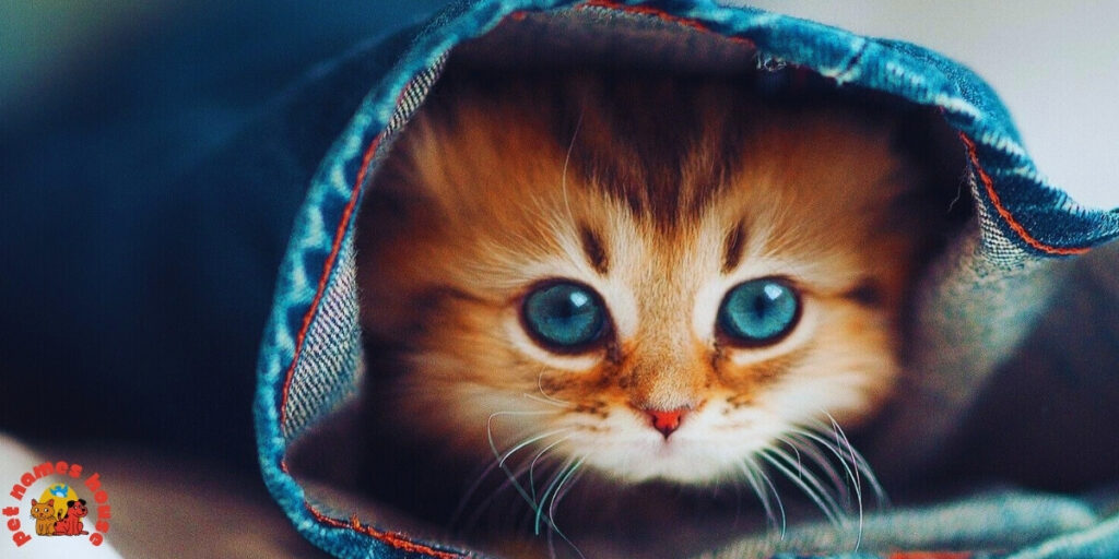 Pet Cat Names
Best Cat Names
Popular Cat Names
Good Cat Names
Cute Cat Names
Clever Cat Names
Creative Cat Names
Funny Cat Names
Cool Cat Names
Unique Cat Names
Famous Cat Names
Badass Cat Names
Male Cat Names
Female Cat Names
Baby Cat Names
Unisex Cat Names
Cartoon Cat Names
Nicknames for Cats 
Pun Names for Cats
Cat Names Adopt Me
Fancy Cat Names
Color-Inspired Cat Names
Nature-Inspired Cat Names
Food-Inspired Cat Names
Cat Names for Pairs
Mythology-Inspired Cat Names
Cat Names in Other Languages
Cat Names that Start with C
Strong Cat Names
Cat Names from Movies & Pop Culture
Playful Cat Names
Traditional Cat Names
Exotic Cat Names
Iconic Cat Names
Intelligent Cat Names
Adorable Cat Names
Top Cat Names
Classic Cat Names
Rare Cat Names
Beautiful Cat Names