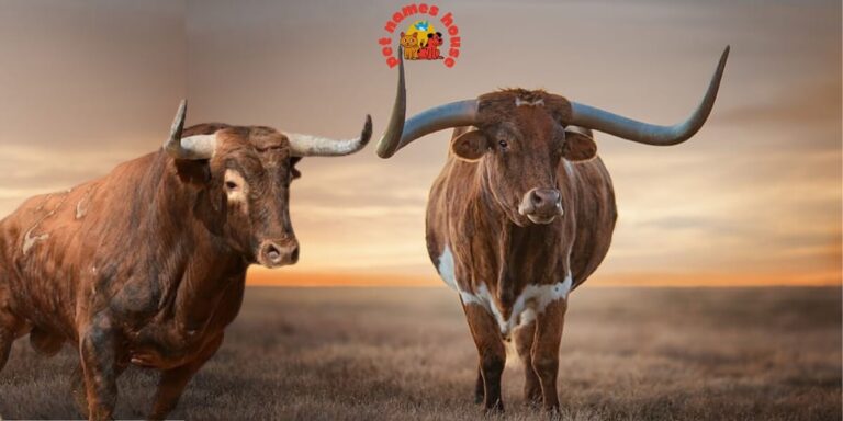 Pet Bull Names Best Bull Names Popular Bull Names Good Bull Names Cute Bull Names Clever Bull Names Creative Bull Names Funny Bull Names Cool Bull Names Unique Bull Names Famous Bull Names Badass Bull Names Male Bull Names Female Bull Names Baby Bull Names Nicknames for Bulls Cartoon Bull Names Bull Calf Names Fighting Bull Names Bull Names for Pairs Color-Inspired Bull Names White Bull Names Red Bull Names Black Bull Names Nature-Inspired Bull Names Food-Inspired Bull Names PBR Bull Names Exotic Bull Names Bucking Bull Names Rodeo Bull Names Strong Bull Names Iconic Bull Names Top Bull Names Classic Bull Names Rare Bull Names Beautiful Bull Names