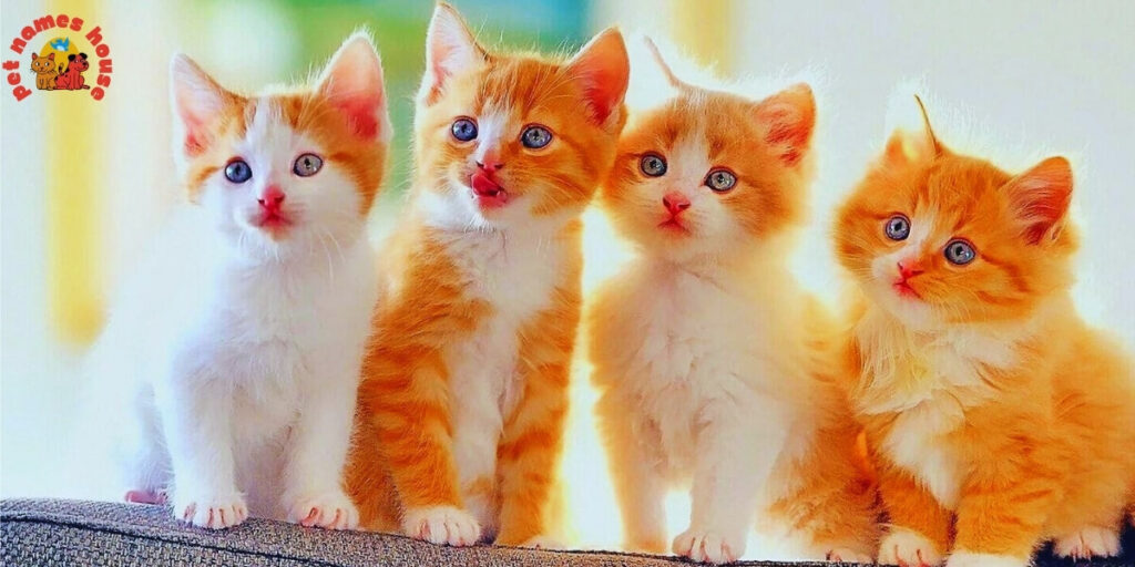 Pet Cat Names
Best Cat Names
Popular Cat Names
Good Cat Names
Cute Cat Names
Clever Cat Names
Creative Cat Names
Funny Cat Names
Cool Cat Names
Unique Cat Names
Famous Cat Names
Badass Cat Names
Male Cat Names
Female Cat Names
Baby Cat Names
Unisex Cat Names
Cartoon Cat Names
Nicknames for Cats 
Pun Names for Cats
Cat Names Adopt Me
Fancy Cat Names
Color-Inspired Cat Names
Nature-Inspired Cat Names
Food-Inspired Cat Names
Cat Names for Pairs
Mythology-Inspired Cat Names
Cat Names in Other Languages
Cat Names that Start with C
Strong Cat Names
Cat Names from Movies & Pop Culture
Playful Cat Names
Traditional Cat Names
Exotic Cat Names
Iconic Cat Names
Intelligent Cat Names
Adorable Cat Names
Top Cat Names
Classic Cat Names
Rare Cat Names
Beautiful Cat Names