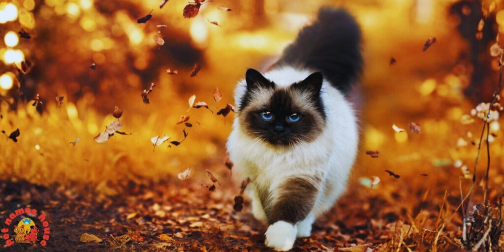 Pet Cat Names
Best Cat Names
Popular Cat Names
Good Cat Names
Cute Cat Names
Clever Cat Names
Creative Cat Names
Funny Cat Names
Cool Cat Names
Unique Cat Names
Famous Cat Names
Badass Cat Names
Male Cat Names
Female Cat Names
Baby Cat Names
Unisex Cat Names
Cartoon Cat Names
Nicknames for Cats 
Pun Names for Cats
Cat Names Adopt Me
Fancy Cat Names
Color-Inspired Cat Names
Nature-Inspired Cat Names
Food-Inspired Cat Names
Cat Names for Pairs
Mythology-Inspired Cat Names
Cat Names in Other Languages
Cat Names that Start with C
Strong Cat Names
Cat Names from Movies & Pop Culture
Playful Cat Names
Traditional Cat Names
Exotic Cat Names
Iconic Cat Names
Intelligent Cat Names
Adorable Cat Names
Top Cat Names
Classic Cat Names
Rare Cat Names
Beautiful Cat Names