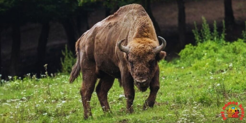 Pet Bull Names
Best Bull Names
Popular Bull Names
Good Bull Names
Cute Bull Names
Clever Bull Names
Creative Bull Names
Funny Bull Names
Cool Bull Names
Unique Bull Names
Famous Bull Names
Badass Bull Names
Male Bull Names
Female Bull Names
Baby Bull Names
Nicknames for Bulls
Cartoon Bull Names
Bull Calf Names
Fighting Bull Names
Bull Names for Pairs
Color-Inspired Bull Names
White Bull Names
Red Bull Names
Black Bull Names
Nature-Inspired Bull Names
Food-Inspired Bull Names
PBR Bull Names
Exotic Bull Names
Bucking Bull Names
Rodeo Bull Names
Strong Bull Names
Iconic Bull Names 
Top Bull Names
Classic Bull Names
Rare Bull Names
Beautiful Bull Names