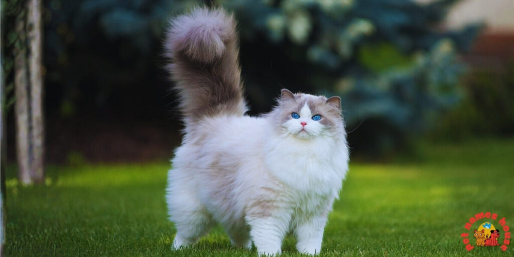 Pet Cat Names
Best Cat Names
Popular Cat Names
Good Cat Names
Cute Cat Names
Clever Cat Names
Creative Cat Names
Funny Cat Names
Cool Cat Names
Unique Cat Names
Famous Cat Names
Badass Cat Names
Male Cat Names
Female Cat Names
Baby Cat Names
Unisex Cat Names
Cartoon Cat Names
Nicknames for Cats 
Pun Names for Cats
Cat Names Adopt Me
Fancy Cat Names
Color-Inspired Cat Names
Nature-Inspired Cat Names
Food-Inspired Cat Names
Cat Names for Pairs
Mythology-Inspired Cat Names
Cat Names in Other Languages
Cat Names that Start with C
Strong Cat Names
Cat Names from Movies & Pop Culture
Playful Cat Names
Traditional Cat Names
Exotic Cat Names
Iconic Cat Names
Intelligent Cat Names
Adorable Cat Names
Top Cat Names
Classic Cat Names
Rare Cat Names
Beautiful Cat Names