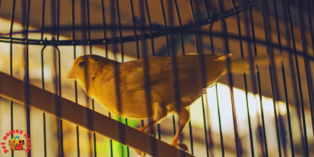 Pet Canary Names
Best Canary Names
Popular Canary Names
Canary Nicknames
Cute Canary Names
Funny Canary Names
Top Canary Names
Cool Canary Names
Good Canary Names
Exotic Canary Names
Male Canary Names
Female Canary Names
Unique Canary Names
Creative Canary Names
Nature-Inspired Canary Names
Color-Inspired Canary Names
Yellow Canary Names
Black Canary Names
Unusual Canary Names
Canary Names in Other Languages