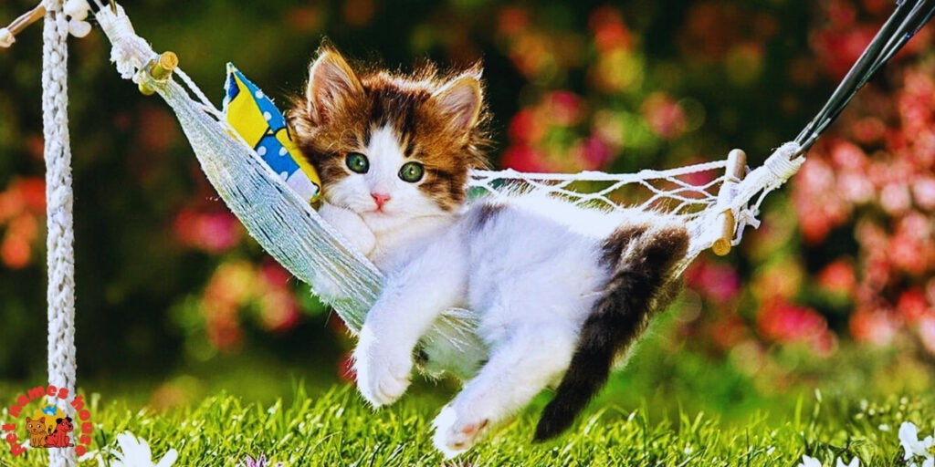 Pet Cat Names
Best Cat Names
Popular Cat Names
Good Cat Names
Cute Cat Names
Clever Cat Names
Creative Cat Names
Funny Cat Names
Cool Cat Names
Unique Cat Names
Famous Cat Names
Badass Cat Names
Male Cat Names
Female Cat Names
Baby Cat Names
Unisex Cat Names
Cartoon Cat Names
Nicknames for Cats 
Pun Names for Cats
Cat Names Adopt Me
Fancy Cat Names
Color-Inspired Cat Names
Nature-Inspired Cat Names
Food-Inspired Cat Names
Cat Names for Pairs
Mythology-Inspired Cat Names
Cat Names in Other Languages
Cat Names that Start with C
Strong Cat Names
Cat Names from Movies & Pop Culture
Playful Cat Names
Traditional Cat Names
Exotic Cat Names
Iconic Cat Names
Intelligent Cat Names
Adorable Cat Names
Top Cat Names
Classic Cat Names
Rare Cat Names
Beautiful Cat Names