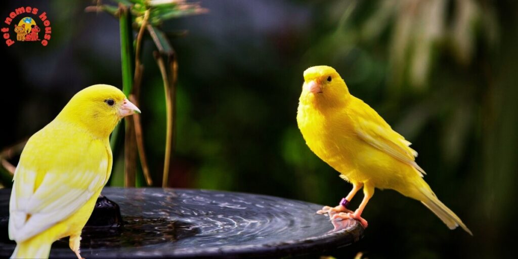 Pet Canary Names
Best Canary Names
Popular Canary Names
Canary Nicknames
Cute Canary Names
Funny Canary Names
Top Canary Names
Cool Canary Names
Good Canary Names
Exotic Canary Names
Male Canary Names
Female Canary Names
Unique Canary Names
Creative Canary Names
Nature-Inspired Canary Names
Color-Inspired Canary Names
Yellow Canary Names
Black Canary Names
Unusual Canary Names
Canary Names in Other Languages