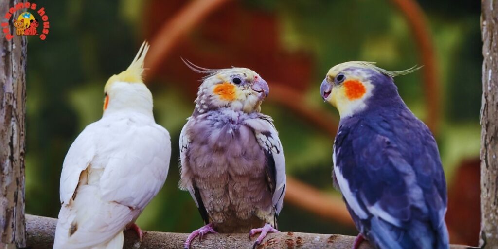 Pet Cockatiel Names
Best Cockatiel Names
Popular Cockatiel Names
Good Cockatiel Names
Clever Cockatiel Names
Creative Cockatiel Names
Cute Cockatiel Names
Funny Cockatiel Names
Cool Cockatiel Names
Unique Cockatiel Names
Famous Cockatiel Names
Badass Cockatiel Names
Male Cockatiel Names
Female Cockatiel Names
Baby Cockatiel Names
Cartoon Cockatiel Names
Cockatiel Nicknames
Lutino Cockatiel Names
Pun Cockatiel Names
Cockatiel Names for Pairs
Color-Inspired Cockatiel Names
White Cockatiel Names
Yellow Cockatiel Names
Grey Cockatiel Names
Nature-Inspired Cockatiel Names
Food-Inspired Cockatiel Names
Mythology-Inspired Cockatiel Names
Playful Cockatiel Names
Exotic Cockatiel Names
Iconic Cockatiel Names 
Top Cockatiel Names
Classic Cockatiel Names
Rare Cockatiel Names
Beautiful Cockatiel Names
Strong Cockatiel Names
Cockatiel Names in Other Languages
Cockatiel Names from Movies and Pop Culture