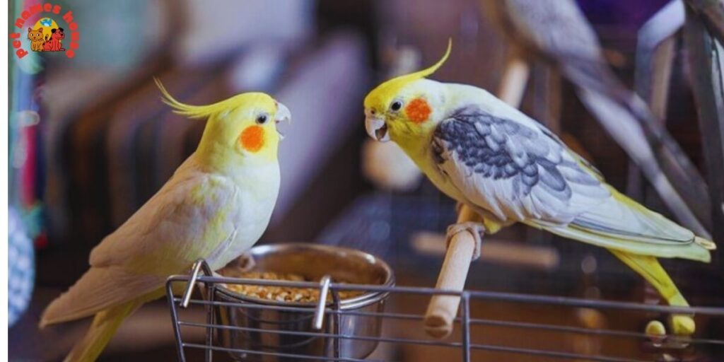 Pet Cockatiel Names
Best Cockatiel Names
Popular Cockatiel Names
Good Cockatiel Names
Clever Cockatiel Names
Creative Cockatiel Names
Cute Cockatiel Names
Funny Cockatiel Names
Cool Cockatiel Names
Unique Cockatiel Names
Famous Cockatiel Names
Badass Cockatiel Names
Male Cockatiel Names
Female Cockatiel Names
Baby Cockatiel Names
Cartoon Cockatiel Names
Cockatiel Nicknames
Lutino Cockatiel Names
Pun Cockatiel Names
Cockatiel Names for Pairs
Color-Inspired Cockatiel Names
White Cockatiel Names
Yellow Cockatiel Names
Grey Cockatiel Names
Nature-Inspired Cockatiel Names
Food-Inspired Cockatiel Names
Mythology-Inspired Cockatiel Names
Playful Cockatiel Names
Exotic Cockatiel Names
Iconic Cockatiel Names 
Top Cockatiel Names
Classic Cockatiel Names
Rare Cockatiel Names
Beautiful Cockatiel Names
Strong Cockatiel Names
Cockatiel Names in Other Languages
Cockatiel Names from Movies and Pop Culture