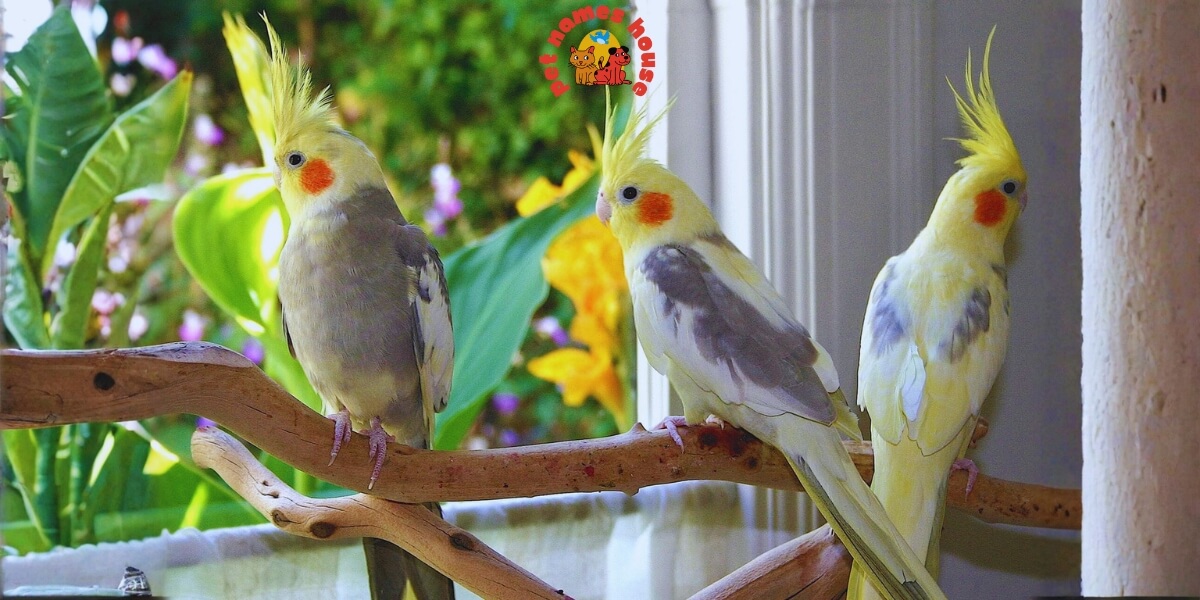 Pet Cockatiel Names Best Cockatiel Names Popular Cockatiel Names Good Cockatiel Names Clever Cockatiel Names Creative Cockatiel Names Cute Cockatiel Names Funny Cockatiel Names Cool Cockatiel Names Unique Cockatiel Names Famous Cockatiel Names Badass Cockatiel Names Male Cockatiel Names Female Cockatiel Names Baby Cockatiel Names Cartoon Cockatiel Names Cockatiel Nicknames Lutino Cockatiel Names Pun Cockatiel Names Cockatiel Names for Pairs Color-Inspired Cockatiel Names White Cockatiel Names Yellow Cockatiel Names Grey Cockatiel Names Nature-Inspired Cockatiel Names Food-Inspired Cockatiel Names Mythology-Inspired Cockatiel Names Playful Cockatiel Names Exotic Cockatiel Names Iconic Cockatiel Names Top Cockatiel Names Classic Cockatiel Names Rare Cockatiel Names Beautiful Cockatiel Names Strong Cockatiel Names Cockatiel Names in Other Languages Cockatiel Names from Movies and Pop Culture