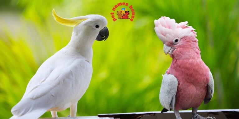 Pet Cockatoo Names Best Cockatoo Names Good Cockatoo Names Funny Cockatoo Names Cute Cockatoo Names Cool Cockatoo Names Unique Cockatoo Names Famous Cockatoo Names Male Cockatoo Names Female Cockatoo Names Baby Cockatoo Names Cartoon Cockatoo Names Cockatoo Nicknames Cockatoo Names for Pairs Color-Inspired Cockatoo Names White Cockatoo Names Black Cockatoo Names Yellow Cockatoo Names Pink Cockatoo Names Nature-Inspired Cockatoo Names Food-Inspired Cockatoo Names Top Cockatoo Names Rare Cockatoo Names Beautiful Cockatoo Names Rose Breasted Cockatoo Names Goffin Cockatoo Names Galah Cockatoo Names Umbrella Cockatoo Names Australian Cockatoo Names Mythical Cockatoo Names Cockatoo Names in Other Languages Cockatoo Names from Movies and Pop Culture