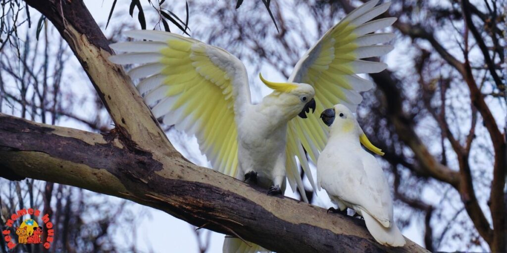 Pet Cockatoo Names
Best Cockatoo Names
Good Cockatoo Names
Funny Cockatoo Names
Cute Cockatoo Names
Cool Cockatoo Names
Unique Cockatoo Names
Famous Cockatoo Names
Male Cockatoo Names
Female Cockatoo Names
Baby Cockatoo Names
Cartoon Cockatoo Names
Cockatoo Nicknames
Cockatoo Names for Pairs
Color-Inspired Cockatoo Names
White Cockatoo Names
Black Cockatoo Names
Yellow Cockatoo Names
Pink Cockatoo Names
Nature-Inspired Cockatoo Names
Food-Inspired Cockatoo Names
Top Cockatoo Names
Rare Cockatoo Names
Beautiful Cockatoo Names
Rose Breasted Cockatoo Names
Goffin Cockatoo Names
Galah Cockatoo Names
Umbrella Cockatoo Names
Australian Cockatoo Names
Mythical Cockatoo Names
Cockatoo Names in Other Languages
Cockatoo Names from Movies and Pop Culture