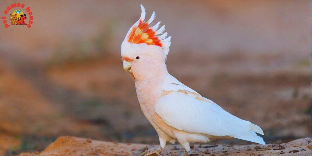 Pet Cockatoo Names
Best Cockatoo Names
Good Cockatoo Names
Funny Cockatoo Names
Cute Cockatoo Names
Cool Cockatoo Names
Unique Cockatoo Names
Famous Cockatoo Names
Male Cockatoo Names
Female Cockatoo Names
Baby Cockatoo Names
Cartoon Cockatoo Names
Cockatoo Nicknames
Cockatoo Names for Pairs
Color-Inspired Cockatoo Names
White Cockatoo Names
Black Cockatoo Names
Yellow Cockatoo Names
Pink Cockatoo Names
Nature-Inspired Cockatoo Names
Food-Inspired Cockatoo Names
Top Cockatoo Names
Rare Cockatoo Names
Beautiful Cockatoo Names
Rose Breasted Cockatoo Names
Goffin Cockatoo Names
Galah Cockatoo Names
Umbrella Cockatoo Names
Australian Cockatoo Names
Mythical Cockatoo Names
Cockatoo Names in Other Languages
Cockatoo Names from Movies and Pop Culture