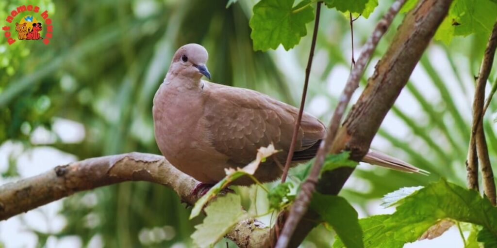 Pet Dove Names
Best Dove Names
Popular Dove Names
Good Dove Names
Funny Dove Names
Cute Dove Names
Cool Dove Names
Unique Dove Names
Famous Dove Names
Dove Nicknames
Male Dove Names
Female Dove Names
Baby Dove Names
Cartoon Dove Names
Top Dove Names
Dove Names for Pairs
Color-Inspired Dove Names
White Dove Names
Grey Dove Names
Lonesome Dove Names
Beautiful Dove Names
Turtle Dove Names
Mourning Dove Names
Nature-Inspired Dove Names
Playful Dove Names
Classic Dove Names
Rare Dove Names
Dove Names in Different Languages