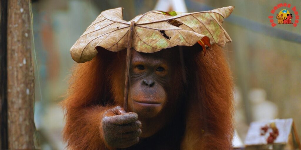 Pet Orangutan Names
Best Orangutan Names
Popular Orangutan Names
Good Orangutan Names
Clever Orangutan Names
Cute Orangutan Names
Funny Orangutan Names
Cool Orangutan Names
Unique Orangutan Names
Famous Orangutan Names
Badass Orangutan Names
Male Orangutan Names
Female Orangutan Names
Baby Orangutan Names
Unisex and Gender-Neutral Names
Cartoon Orangutan Names
Orangutan Nicknames
Orangutan Names for Pairs
Color-Inspired Orangutan Names
Nature-Inspired Orangutan Names
Food-Inspired Orangutan Names
Mythology-Inspired Orangutan Names
Playful Orangutan Names
Exotic Orangutan Names
Iconic Orangutan Names
Top Orangutan Names
Classic Orangutan Names
Rare Orangutan Names
Beautiful Orangutan Names
African Orangutan Names
Strong Orangutan Names
Orangutan Names in Other Languages
Orangutan Names from Movies and Pop Culture