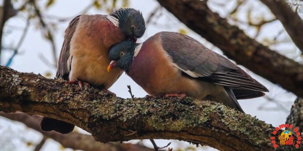 Pet Dove Names
Best Dove Names
Popular Dove Names
Good Dove Names
Funny Dove Names
Cute Dove Names
Cool Dove Names
Unique Dove Names
Famous Dove Names
Dove Nicknames
Male Dove Names
Female Dove Names
Baby Dove Names
Cartoon Dove Names
Top Dove Names
Dove Names for Pairs
Color-Inspired Dove Names
White Dove Names
Grey Dove Names
Lonesome Dove Names
Beautiful Dove Names
Turtle Dove Names
Mourning Dove Names
Nature-Inspired Dove Names
Playful Dove Names
Classic Dove Names
Rare Dove Names
Dove Names in Different Languages