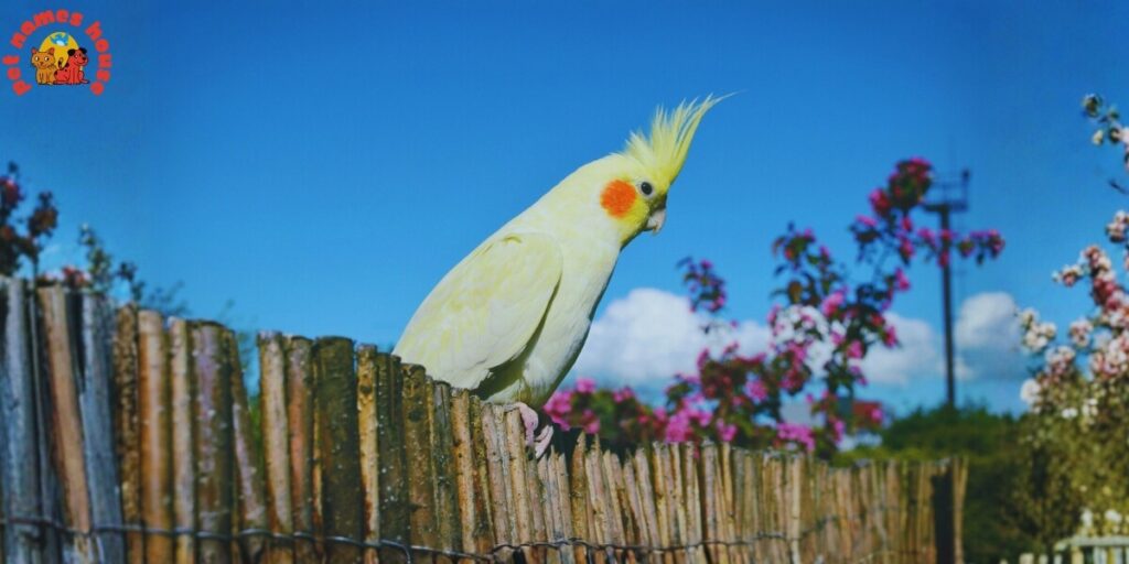 Pet Cockatiel Names
Best Cockatiel Names
Popular Cockatiel Names
Good Cockatiel Names
Clever Cockatiel Names
Creative Cockatiel Names
Cute Cockatiel Names
Funny Cockatiel Names
Cool Cockatiel Names
Unique Cockatiel Names
Famous Cockatiel Names
Badass Cockatiel Names
Male Cockatiel Names
Female Cockatiel Names
Baby Cockatiel Names
Cartoon Cockatiel Names
Cockatiel Nicknames
Lutino Cockatiel Names
Pun Cockatiel Names
Cockatiel Names for Pairs
Color-Inspired Cockatiel Names
White Cockatiel Names
Yellow Cockatiel Names
Grey Cockatiel Names
Nature-Inspired Cockatiel Names
Food-Inspired Cockatiel Names
Mythology-Inspired Cockatiel Names
Playful Cockatiel Names
Exotic Cockatiel Names
Iconic Cockatiel Names 
Top Cockatiel Names
Classic Cockatiel Names
Rare Cockatiel Names
Beautiful Cockatiel Names
Strong Cockatiel Names
Cockatiel Names in Other Languages
Cockatiel Names from Movies and Pop Culture