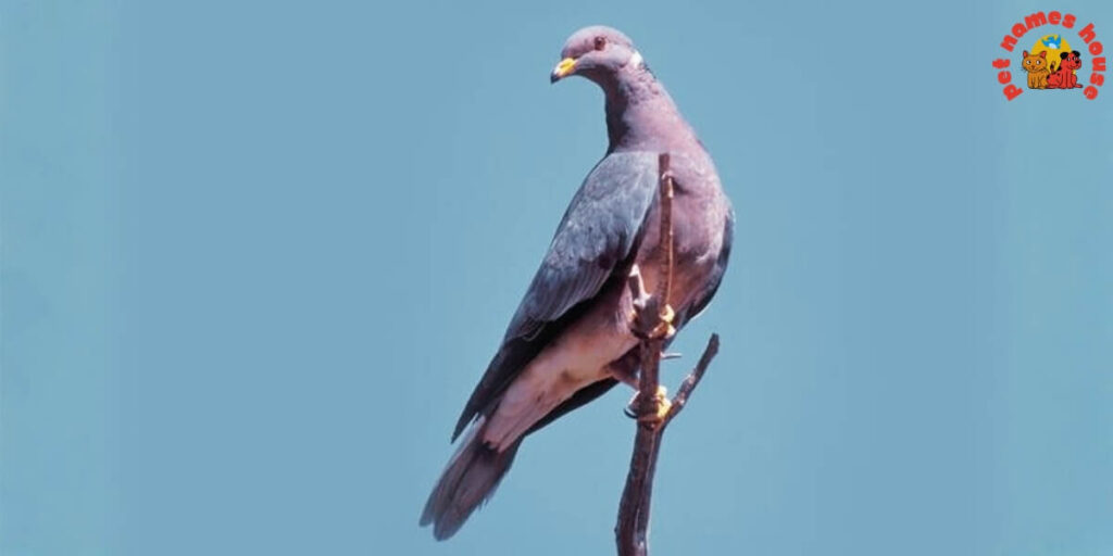 Pet Dove Names
Best Dove Names
Popular Dove Names
Good Dove Names
Funny Dove Names
Cute Dove Names
Cool Dove Names
Unique Dove Names
Famous Dove Names
Dove Nicknames
Male Dove Names
Female Dove Names
Baby Dove Names
Cartoon Dove Names
Top Dove Names
Dove Names for Pairs
Color-Inspired Dove Names
White Dove Names
Grey Dove Names
Lonesome Dove Names
Beautiful Dove Names
Turtle Dove Names
Mourning Dove Names
Nature-Inspired Dove Names
Playful Dove Names
Classic Dove Names
Rare Dove Names
Dove Names in Different Languages