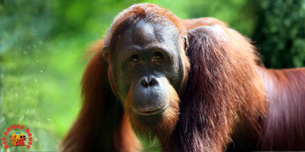Pet Orangutan Names
Best Orangutan Names
Popular Orangutan Names
Good Orangutan Names
Clever Orangutan Names
Cute Orangutan Names
Funny Orangutan Names
Cool Orangutan Names
Unique Orangutan Names
Famous Orangutan Names
Badass Orangutan Names
Male Orangutan Names
Female Orangutan Names
Baby Orangutan Names
Unisex and Gender-Neutral Names
Cartoon Orangutan Names
Orangutan Nicknames
Orangutan Names for Pairs
Color-Inspired Orangutan Names
Nature-Inspired Orangutan Names
Food-Inspired Orangutan Names
Mythology-Inspired Orangutan Names
Playful Orangutan Names
Exotic Orangutan Names
Iconic Orangutan Names
Top Orangutan Names
Classic Orangutan Names
Rare Orangutan Names
Beautiful Orangutan Names
African Orangutan Names
Strong Orangutan Names
Orangutan Names in Other Languages
Orangutan Names from Movies and Pop Culture