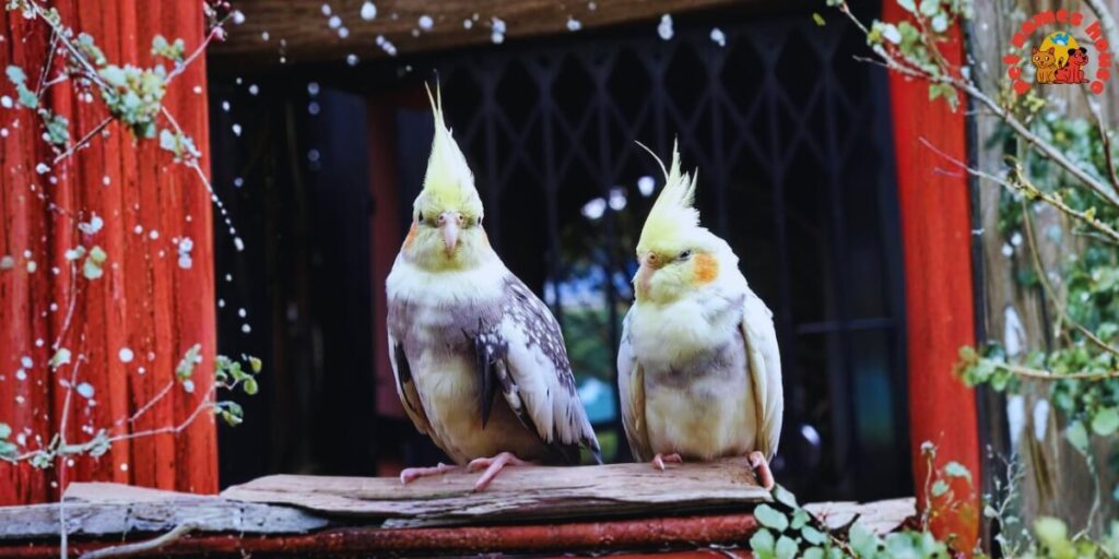 Pet Cockatiel Names
Best Cockatiel Names
Popular Cockatiel Names
Good Cockatiel Names
Clever Cockatiel Names
Creative Cockatiel Names
Cute Cockatiel Names
Funny Cockatiel Names
Cool Cockatiel Names
Unique Cockatiel Names
Famous Cockatiel Names
Badass Cockatiel Names
Male Cockatiel Names
Female Cockatiel Names
Baby Cockatiel Names
Cartoon Cockatiel Names
Cockatiel Nicknames
Lutino Cockatiel Names
Pun Cockatiel Names
Cockatiel Names for Pairs
Color-Inspired Cockatiel Names
White Cockatiel Names
Yellow Cockatiel Names
Grey Cockatiel Names
Nature-Inspired Cockatiel Names
Food-Inspired Cockatiel Names
Mythology-Inspired Cockatiel Names
Playful Cockatiel Names
Exotic Cockatiel Names
Iconic Cockatiel Names 
Top Cockatiel Names
Classic Cockatiel Names
Rare Cockatiel Names
Beautiful Cockatiel Names
Strong Cockatiel Names
Cockatiel Names in Other Languages
Cockatiel Names from Movies and Pop Culture