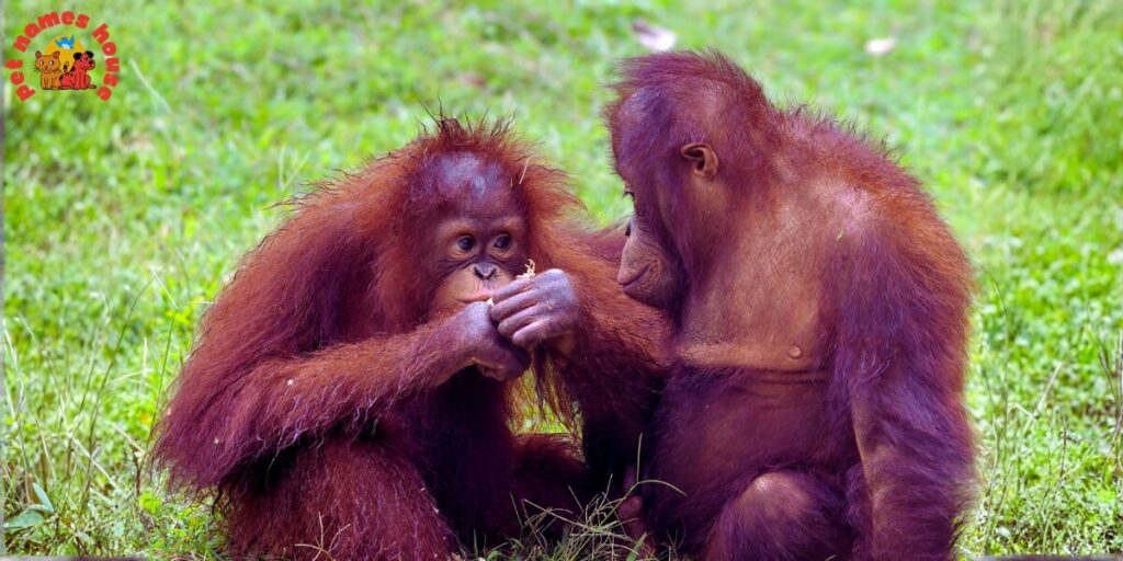 Pet Orangutan Names
Best Orangutan Names
Popular Orangutan Names
Good Orangutan Names
Clever Orangutan Names
Cute Orangutan Names
Funny Orangutan Names
Cool Orangutan Names
Unique Orangutan Names
Famous Orangutan Names
Badass Orangutan Names
Male Orangutan Names
Female Orangutan Names
Baby Orangutan Names
Unisex and Gender-Neutral Names
Cartoon Orangutan Names
Orangutan Nicknames
Orangutan Names for Pairs
Color-Inspired Orangutan Names
Nature-Inspired Orangutan Names
Food-Inspired Orangutan Names
Mythology-Inspired Orangutan Names
Playful Orangutan Names
Exotic Orangutan Names
Iconic Orangutan Names
Top Orangutan Names
Classic Orangutan Names
Rare Orangutan Names
Beautiful Orangutan Names
African Orangutan Names
Strong Orangutan Names
Orangutan Names in Other Languages
Orangutan Names from Movies and Pop Culture