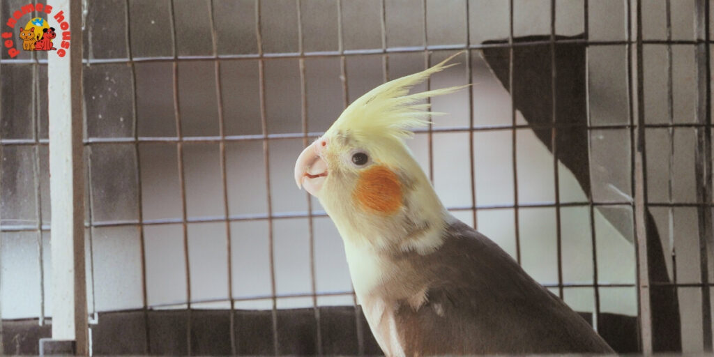 Pet Cockatiel Names
Best Cockatiel Names
Popular Cockatiel Names
Good Cockatiel Names
Clever Cockatiel Names
Creative Cockatiel Names
Cute Cockatiel Names
Funny Cockatiel Names
Cool Cockatiel Names
Unique Cockatiel Names
Famous Cockatiel Names
Badass Cockatiel Names
Male Cockatiel Names
Female Cockatiel Names
Baby Cockatiel Names
Cartoon Cockatiel Names
Cockatiel Nicknames
Lutino Cockatiel Names
Pun Cockatiel Names
Cockatiel Names for Pairs
Color-Inspired Cockatiel Names
White Cockatiel Names
Yellow Cockatiel Names
Grey Cockatiel Names
Nature-Inspired Cockatiel Names
Food-Inspired Cockatiel Names
Mythology-Inspired Cockatiel Names
Playful Cockatiel Names
Exotic Cockatiel Names
Iconic Cockatiel Names 
Top Cockatiel Names
Classic Cockatiel Names
Rare Cockatiel Names
Beautiful Cockatiel Names
Strong Cockatiel Names
Cockatiel Names in Other Languages
Cockatiel Names from Movies and Pop Culture