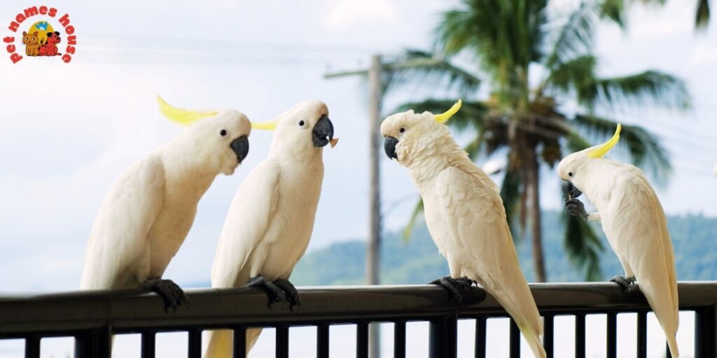 Pet Cockatoo Names
Best Cockatoo Names
Good Cockatoo Names
Funny Cockatoo Names
Cute Cockatoo Names
Cool Cockatoo Names
Unique Cockatoo Names
Famous Cockatoo Names
Male Cockatoo Names
Female Cockatoo Names
Baby Cockatoo Names
Cartoon Cockatoo Names
Cockatoo Nicknames
Cockatoo Names for Pairs
Color-Inspired Cockatoo Names
White Cockatoo Names
Black Cockatoo Names
Yellow Cockatoo Names
Pink Cockatoo Names
Nature-Inspired Cockatoo Names
Food-Inspired Cockatoo Names
Top Cockatoo Names
Rare Cockatoo Names
Beautiful Cockatoo Names
Rose Breasted Cockatoo Names
Goffin Cockatoo Names
Galah Cockatoo Names
Umbrella Cockatoo Names
Australian Cockatoo Names
Mythical Cockatoo Names
Cockatoo Names in Other Languages
Cockatoo Names from Movies and Pop Culture