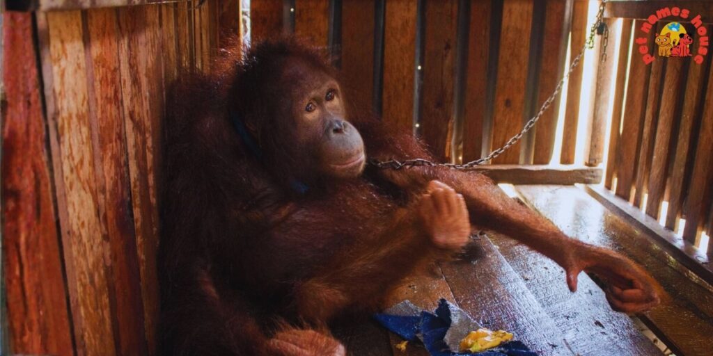 Pet Orangutan Names
Best Orangutan Names
Popular Orangutan Names
Good Orangutan Names
Clever Orangutan Names
Cute Orangutan Names
Funny Orangutan Names
Cool Orangutan Names
Unique Orangutan Names
Famous Orangutan Names
Badass Orangutan Names
Male Orangutan Names
Female Orangutan Names
Baby Orangutan Names
Unisex and Gender-Neutral Names
Cartoon Orangutan Names
Orangutan Nicknames
Orangutan Names for Pairs
Color-Inspired Orangutan Names
Nature-Inspired Orangutan Names
Food-Inspired Orangutan Names
Mythology-Inspired Orangutan Names
Playful Orangutan Names
Exotic Orangutan Names
Iconic Orangutan Names
Top Orangutan Names
Classic Orangutan Names
Rare Orangutan Names
Beautiful Orangutan Names
African Orangutan Names
Strong Orangutan Names
Orangutan Names in Other Languages
Orangutan Names from Movies and Pop Culture