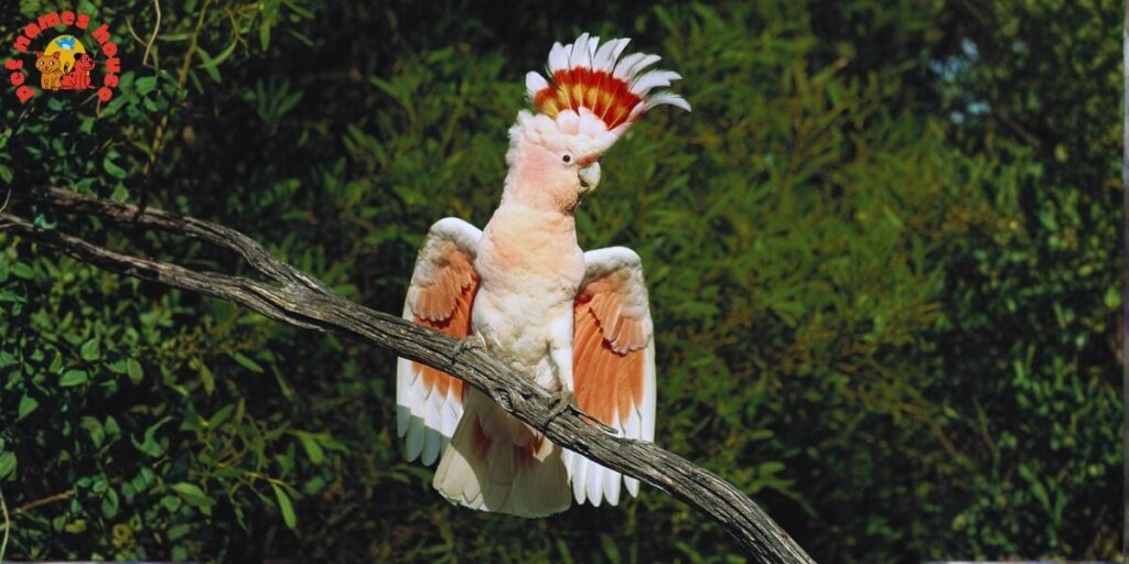 Pet Cockatoo Names
Best Cockatoo Names
Good Cockatoo Names
Funny Cockatoo Names
Cute Cockatoo Names
Cool Cockatoo Names
Unique Cockatoo Names
Famous Cockatoo Names
Male Cockatoo Names
Female Cockatoo Names
Baby Cockatoo Names
Cartoon Cockatoo Names
Cockatoo Nicknames
Cockatoo Names for Pairs
Color-Inspired Cockatoo Names
White Cockatoo Names
Black Cockatoo Names
Yellow Cockatoo Names
Pink Cockatoo Names
Nature-Inspired Cockatoo Names
Food-Inspired Cockatoo Names
Top Cockatoo Names
Rare Cockatoo Names
Beautiful Cockatoo Names
Rose Breasted Cockatoo Names
Goffin Cockatoo Names
Galah Cockatoo Names
Umbrella Cockatoo Names
Australian Cockatoo Names
Mythical Cockatoo Names
Cockatoo Names in Other Languages
Cockatoo Names from Movies and Pop Culture
