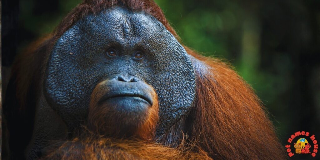 Pet Orangutan Names
Best Orangutan Names
Popular Orangutan Names
Good Orangutan Names
Clever Orangutan Names
Cute Orangutan Names
Funny Orangutan Names
Cool Orangutan Names
Unique Orangutan Names
Famous Orangutan Names
Badass Orangutan Names
Male Orangutan Names
Female Orangutan Names
Baby Orangutan Names
Unisex and Gender-Neutral Names
Cartoon Orangutan Names
Orangutan Nicknames
Orangutan Names for Pairs
Color-Inspired Orangutan Names
Nature-Inspired Orangutan Names
Food-Inspired Orangutan Names
Mythology-Inspired Orangutan Names
Playful Orangutan Names
Exotic Orangutan Names
Iconic Orangutan Names
Top Orangutan Names
Classic Orangutan Names
Rare Orangutan Names
Beautiful Orangutan Names
African Orangutan Names
Strong Orangutan Names
Orangutan Names in Other Languages
Orangutan Names from Movies and Pop Culture