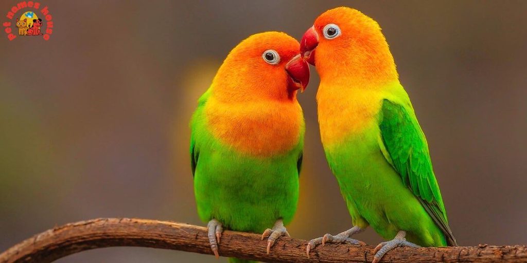Pet Lovebird Names
Best Lovebird Names
Popular Lovebird Names
Good Lovebird Names
Clever Lovebird Names
Creative Lovebird Names
Cute Lovebird Names
Funny Lovebird Names
Cool Lovebird Names
Unique Lovebird Names
Famous Lovebird Names
Male Lovebird Names
Female Lovebird Names
Baby Lovebird Names
Cartoon Lovebird Names
Lovebird Nicknames
Lovebird Names for Pairs
Color Inspired Lovebird Names
Nature Inspired Lovebird Names
Food Inspired Lovebird Names
Top Lovebird Names
Classic Lovebird Names
Beautiful Lovebird Names