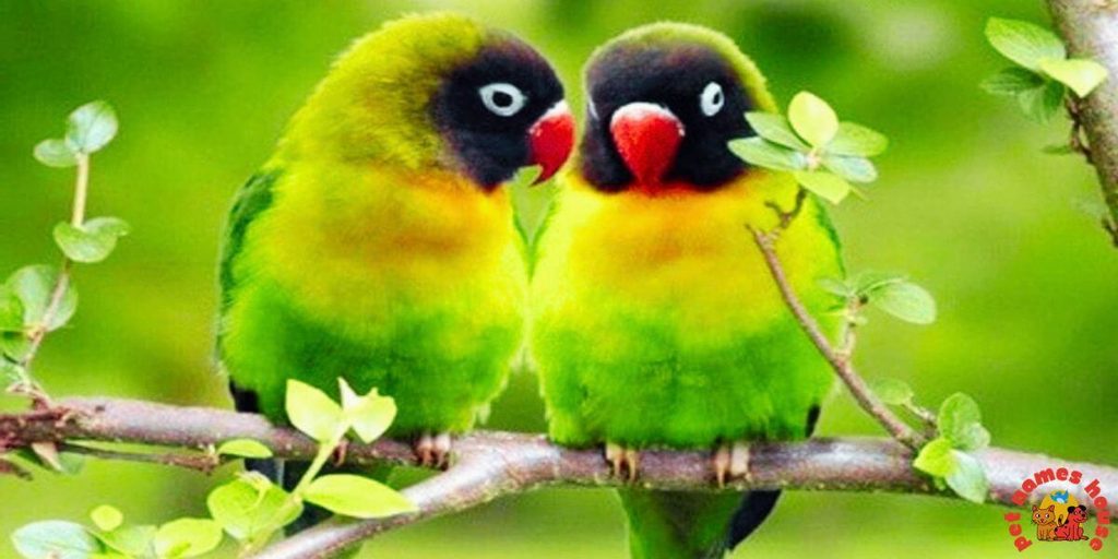 Pet Lovebird Names
Best Lovebird Names
Popular Lovebird Names
Good Lovebird Names
Clever Lovebird Names
Creative Lovebird Names
Cute Lovebird Names
Funny Lovebird Names
Cool Lovebird Names
Unique Lovebird Names
Famous Lovebird Names
Male Lovebird Names
Female Lovebird Names
Baby Lovebird Names
Cartoon Lovebird Names
Lovebird Nicknames
Lovebird Names for Pairs
Color Inspired Lovebird Names
Nature Inspired Lovebird Names
Food Inspired Lovebird Names
Top Lovebird Names
Classic Lovebird Names
Beautiful Lovebird Names