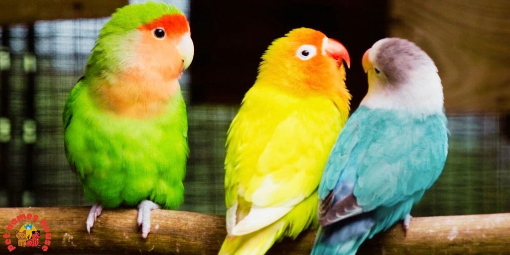 Pet Lovebird Names
Best Lovebird Names
Popular Lovebird Names
Good Lovebird Names
Clever Lovebird Names
Creative Lovebird Names
Cute Lovebird Names
Funny Lovebird Names
Cool Lovebird Names
Unique Lovebird Names
Famous Lovebird Names
Male Lovebird Names
Female Lovebird Names
Baby Lovebird Names
Cartoon Lovebird Names
Lovebird Nicknames
Lovebird Names for Pairs
Color Inspired Lovebird Names
Nature Inspired Lovebird Names
Food Inspired Lovebird Names
Top Lovebird Names
Classic Lovebird Names
Beautiful Lovebird Names